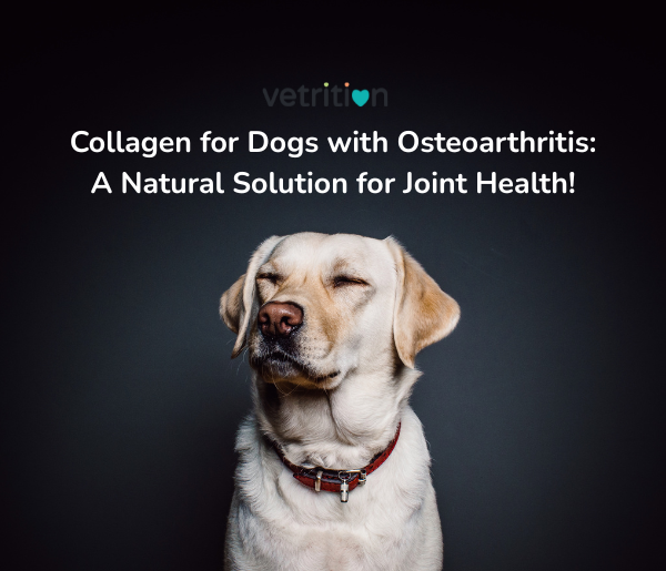 Collagen for Dogs with Osteoarthritis: A Natural Solution for Joint Health
